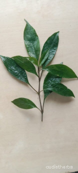 Nilgirianthus ciliatus leaf2.png